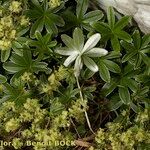 Alchemilla petiolulans Habit