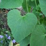 Campanula alliariifolia Blatt