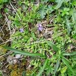 Viola rupestris Cvet