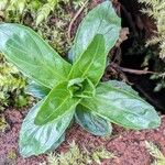 Epilobium tetragonum Leaf