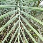 Butia noblickii