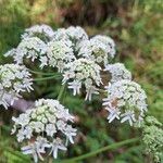 Heracleum sphondyliumFlower