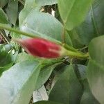 Mandevilla sanderi Flor