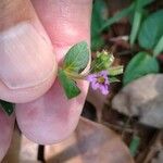 Cuphea ericoides Blomst