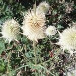 Dipsacus laciniatusFlower