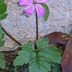 Geranium robertianum Leht