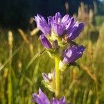 Campanula cervicaria Fleur