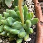 Pachyphytum fittkaui List