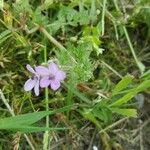 Erodium lebelii Natur