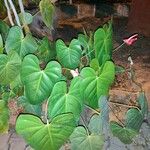 Anthurium faustomirandae Листок