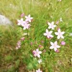 Centaurium erythraeaBlüte