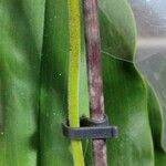 Paphiopedilum primulinum Otro