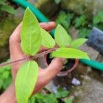 Lonicera japonicaFrunză