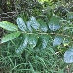 Malaisia scandens Blad