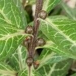 Lysimachia minoricensis Fruto