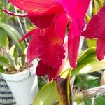 Cattleya wittigiana 花