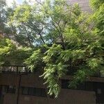 Jacaranda mimosifolia 形态