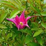 Paeonia lactiflora Flower