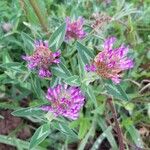 Trifolium pratense Лист