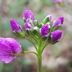 Allium roseum Flower