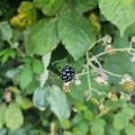 Rubus fruticosusഫലം