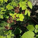 Aralia racemosa Levél