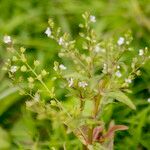 Veronica catenata Hoja