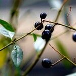 Ligustrum vulgare Owoc