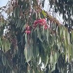 Eucalyptus sideroxylon Hábito