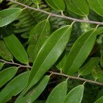 Xylopia sericea Leaf