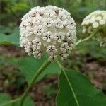 Asclepias variegata 叶