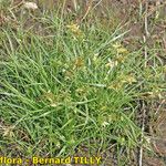 Cyperus flavescens Характер