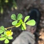 Trifolium campestre برگ