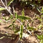 Salvia cuspidata Leaf