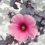 Hibiscus acetosellaപുഷ്പം