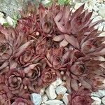 Sempervivum tectorumЛіст