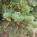 Abies concolor Blad