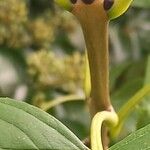 Fraxinus excelsior 樹皮