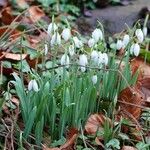 Galanthus plicatus ᱥᱟᱠᱟᱢ