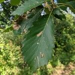 Quercus michauxii List