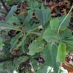 Talinum paniculatum Leaf