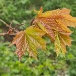 Acer saccharumFolha