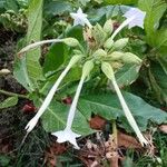 Nicotiana sylvestris Blomst