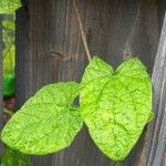 Thunbergia alata Blatt