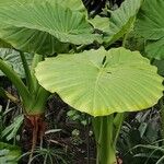 Alocasia odora Pokrój