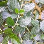 Ceanothus thyrsiflorus Blad