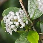 Ceanothus cuneatus Floare