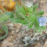 Echium parviflorum Flor