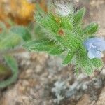 Echium parviflorum Kukka