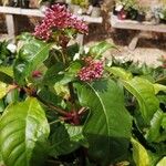 Fuchsia arborescens Flor